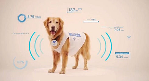要給你的寵物注射RFID微芯片？
